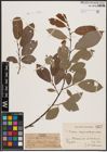 Foto von Salix caprea L. x Salix daphnoides Vill.